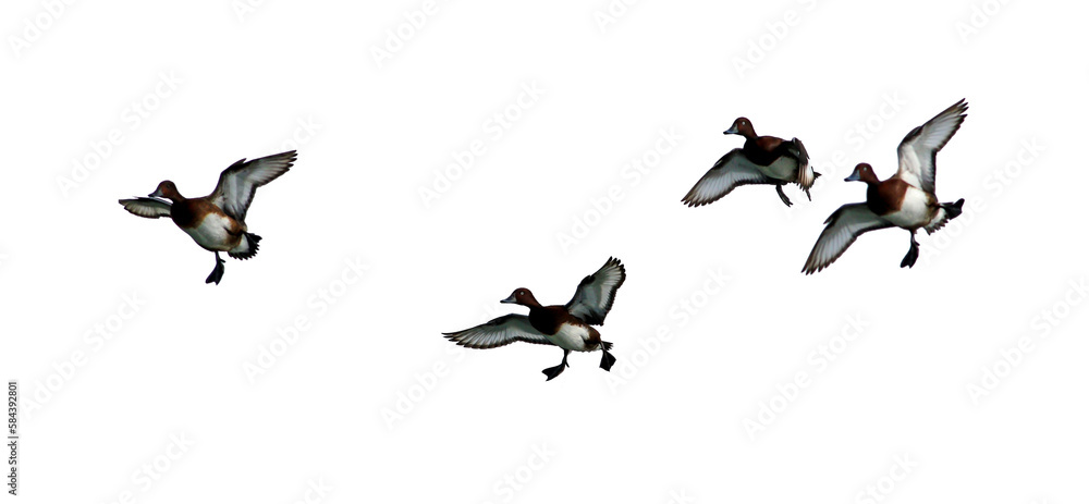Canvas Prints png flock of duck silhouette on clear background