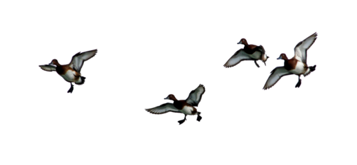  png flock of duck silhouette on clear background