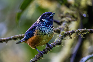 spangle-cheeked Tanager