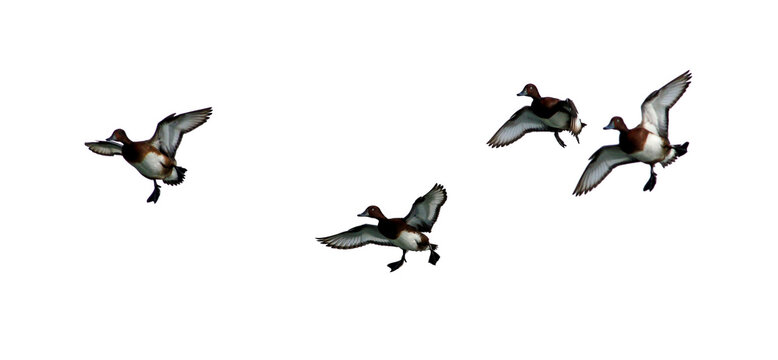  png flock of duck silhouette on clear background