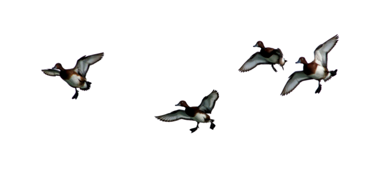  png flock of duck silhouette on clear background