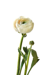 Ranunculus, White Flower