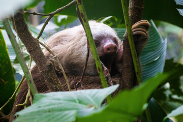 Fototapeta premium Sloth 