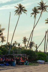 Coconut trees scenery at Pantai Batu Pelanduk, Dungun, Terengganu, Malaysia