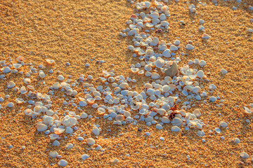 Coastal scenery with seashells at Pantai Batu Pelanduk, Dungun, Terengganu, Malaysia