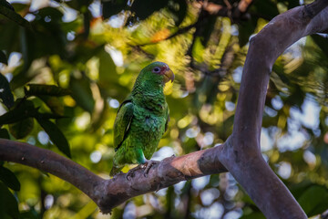 blue and green parrot