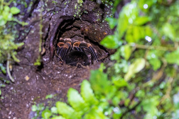 spider in the forest