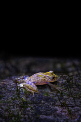 frog on a tree