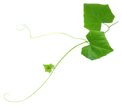 Medicinal telakucha leaves