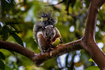 Variegated squirrel