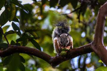 Variegated squirrel