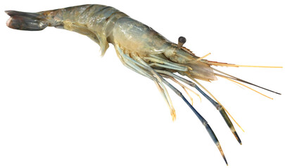 Raw Shrimp