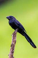 Grooved-billed Ani