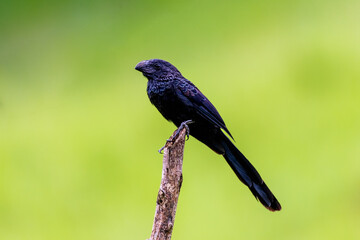 Grooved-billed Ani