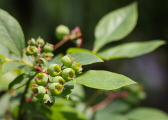 Fresh green blueberry berries growing in garden