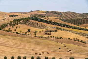 Countryside of Spain. Hills with agriculture. Avocado tree, orange tree. 
Fields of threshed wheat.  Beautiful landscape in South of Spain, Andalucía province. 