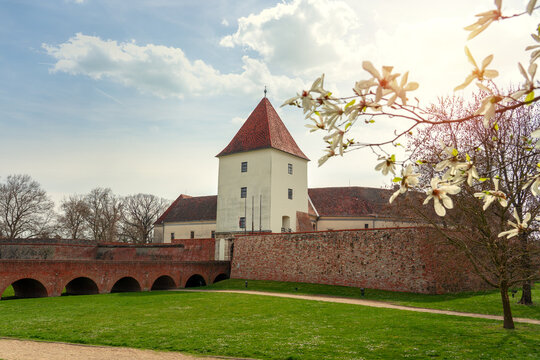 blooming tree spring time next to Sarvar castle in Hungary