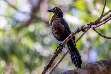 Great Tailed Grackle