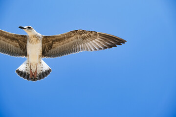 A flying sea gull spread its wings in the blue cloudless sky.