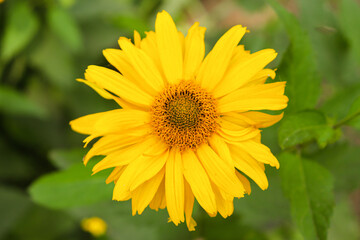 yellow flower