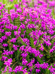 An inflorescence of flowers, a close-up shot. Wildflowers.