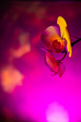  Orchid with color light