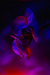  Orchid with color light