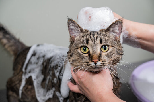 Woman shampooing a tabby gray cat in a grooming salon. 