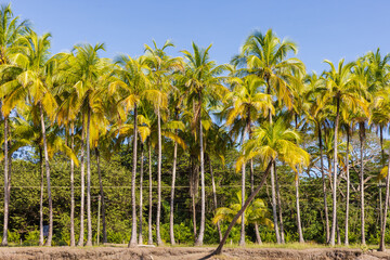 Fototapeta premium Palm Trees