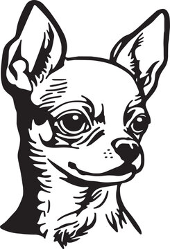 Chihuahua dog face isolated on a white background, SVG, Vector, Illustration.	