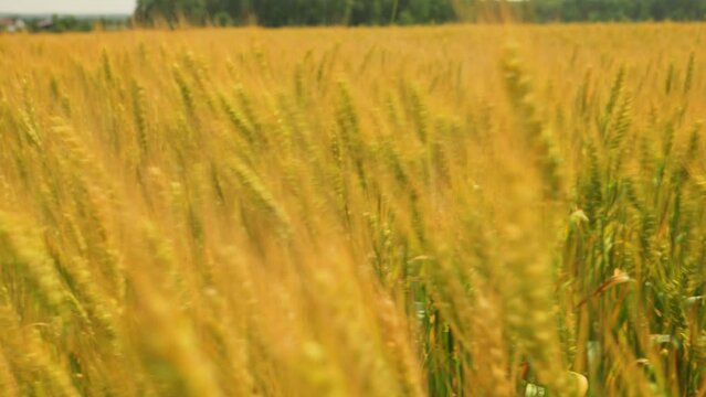 Golden wheat colossus in the evening 