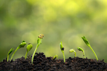 Nine Squash Sprouts Growing Towards The Sun With Copy Space