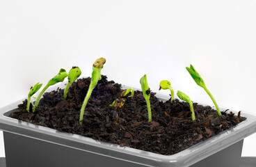 A Tray Full Of young Sprouts Isolated on White