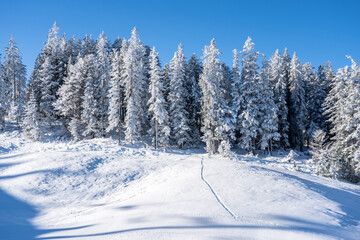 Fototapeta na wymiar Winter forest in Seefeld, Austria
