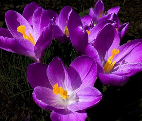 A group of woodland crocus flowers blooming in the springtime
