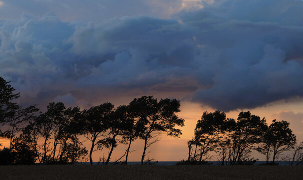 B&auml;ume mit Wolken in der Abendd&auml;mmerung	
an der Ostsee