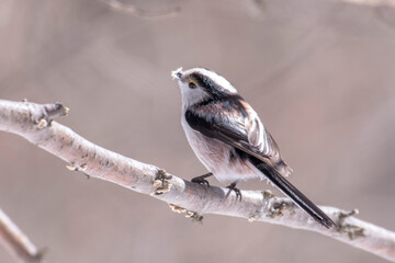 Long-tailed tit (Aegithalos caudatus), also named long-tailed bushtit with beak full of feathers for nest preparation. Italian Alps, February.