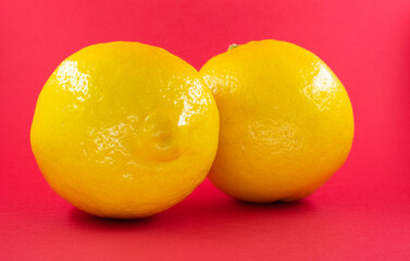 lindo limão siciliano amarelo  