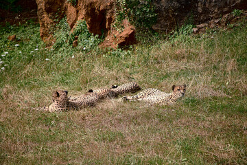Three gepards lying on the grass of the savannah © Raul