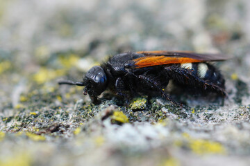 Closeup on the hairy but colorful Mediterranean Scolia sexmaculata sitting on wood