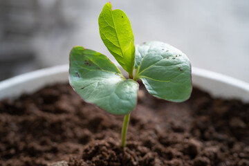 A small cotton tree plant begins to grow in the fertile soil. Concept of nature, environment, and...