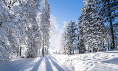 Winter forest in Seefeld, Austria