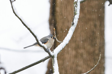 A tufted titmouse sitting on snow covered branches