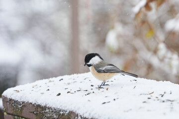 A chickadee in the snow eating sunflower seeds