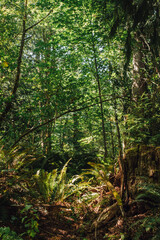 Pacific Northwest forest in the Evergreen state