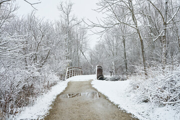 A bridge in the middle of the forest