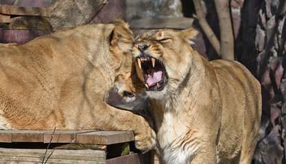 Lioness shows her teeth. Two  asiatic lionesses (Panthera Leo Persica)