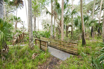 A bridge through a forest of palm trees and palmettos