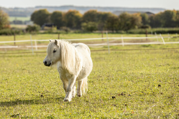 Naklejka na ściany i meble Portrait of white shetland pony with beautiful long mane