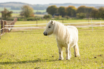 Naklejka na ściany i meble Portrait of white shetland pony with beautiful long mane